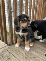 Jack, a male English Shepherd and German Shepherd Dog for sale in North Liberty, IN – 1 of 3