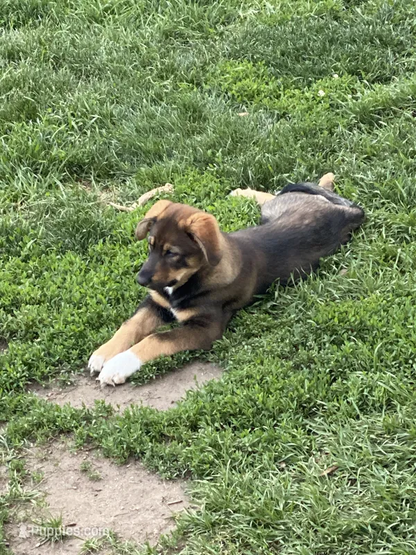 Whiskey – English Shepherd, German Shepherd Dog puppy for sale in North Liberty, IN