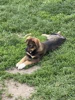 Whiskey, a female English Shepherd and German Shepherd Dog for sale in North Liberty, IN – 1 of 1