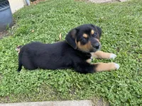 Jack, a male English Shepherd and German Shepherd Dog for sale in North Liberty, IN – 3 of 3