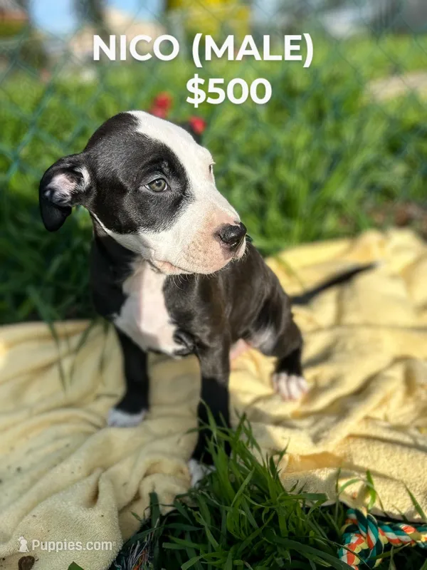 Nico – American Bully, American Pit Bull Terrier puppy for sale in Baltimore, MD