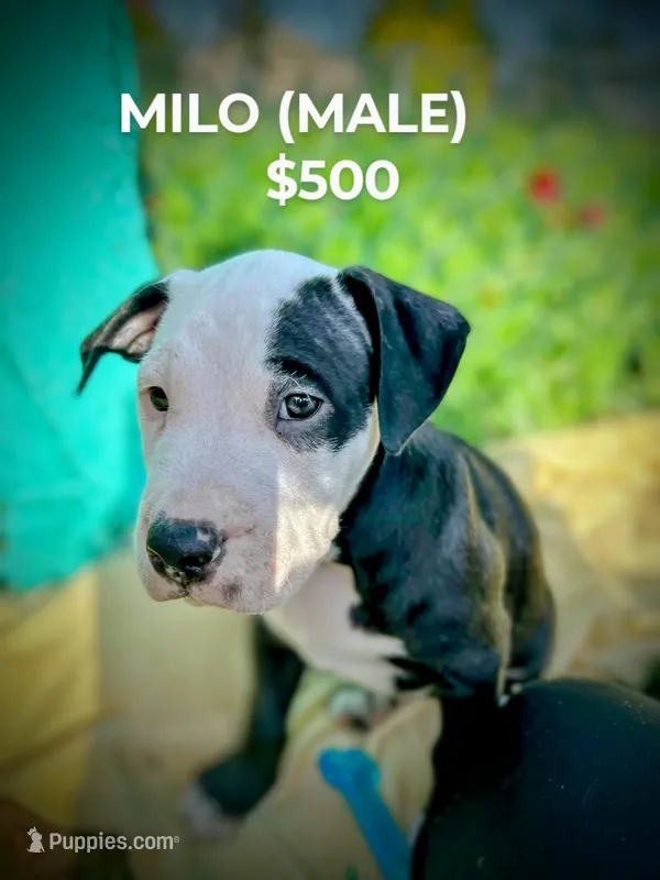 Milo – American Bully, American Pit Bull Terrier puppy for sale in Baltimore, MD