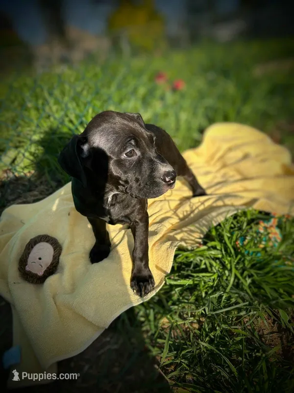 Riley, a female American Bully and American Pit Bull Terrier for sale in Baltimore, MD – Photo 1 of 3