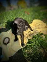 Riley, a female American Bully and American Pit Bull Terrier for sale in Baltimore, MD – Photo 1 of 3