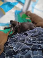 Riley, a female American Bully and American Pit Bull Terrier for sale in Baltimore, MD – Photo 3 of 3