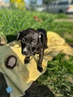 Riley, a female American Bully and American Pit Bull Terrier for sale in Baltimore, MD – Photo 2 of 3