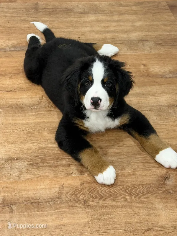 Blue – Bernese Mountain Dog puppy for sale in Brookhaven, MS