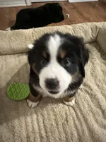 Red, a female Bernese Mountain Dog for sale in Brookhaven, MS – 1 of 4
