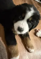 Red, a female Bernese Mountain Dog for sale in Brookhaven, MS – 4 of 4