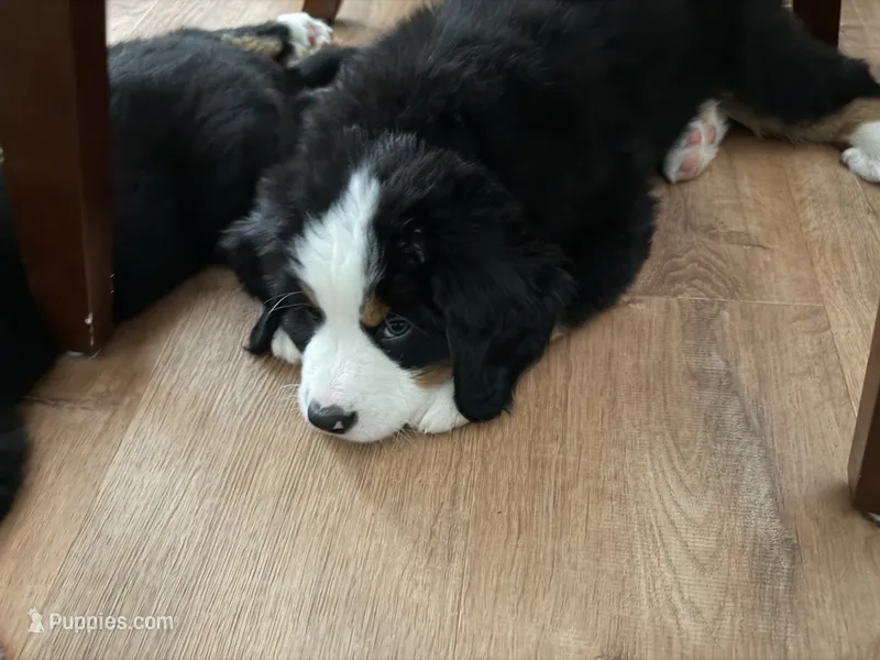 Green – Bernese Mountain Dog puppy for sale in Brookhaven, MS
