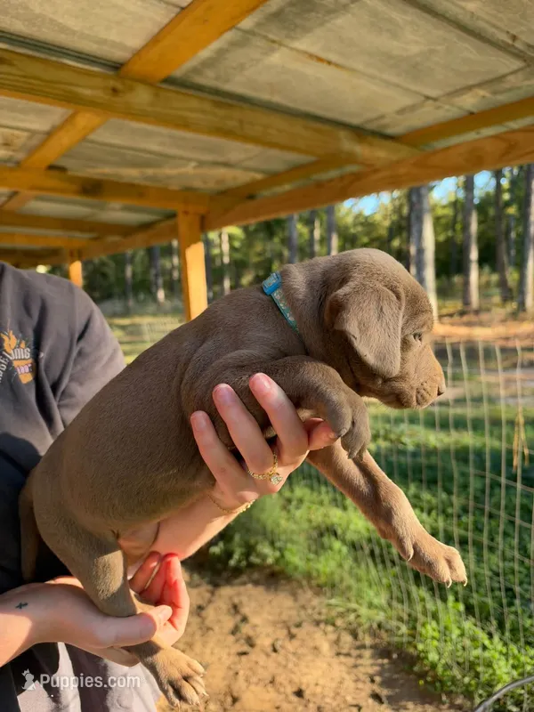 Teal – Rhodesian Ridgeback, Labrador Retriever puppy for sale in Forest, MS
