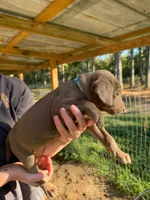 Teal, a female Rhodesian Ridgeback and Labrador Retriever for sale in Forest, MS – 1 of 2