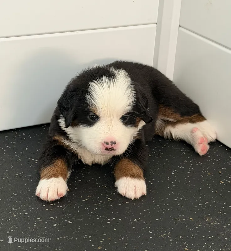 Yellow – Bernese Mountain Dog puppy for sale in Brookhaven, MS