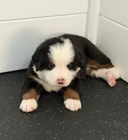 Yellow, a female Bernese Mountain Dog for sale in Brookhaven, MS – 1 of 4