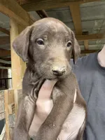 Blue, a male Rhodesian Ridgeback and Labrador Retriever for sale in Forest, MS – 2 of 2