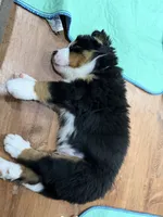 Gray, a male Bernese Mountain Dog for sale in Brookhaven, MS – 3 of 4