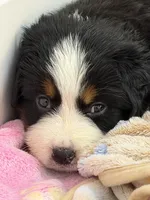 Red, a female Bernese Mountain Dog for sale in Brookhaven, MS – 2 of 4