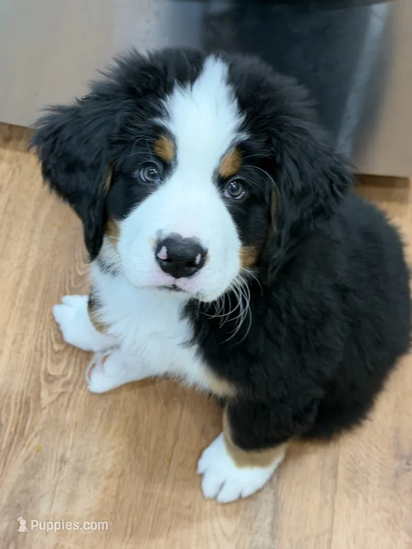 Green – Bernese Mountain Dog puppy for sale in Brookhaven, MS