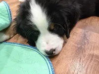 Blue, a male Bernese Mountain Dog for sale in Brookhaven, MS – 8 of 9