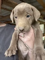 Teal, a female Rhodesian Ridgeback and Labrador Retriever for sale in Forest, MS – 2 of 2