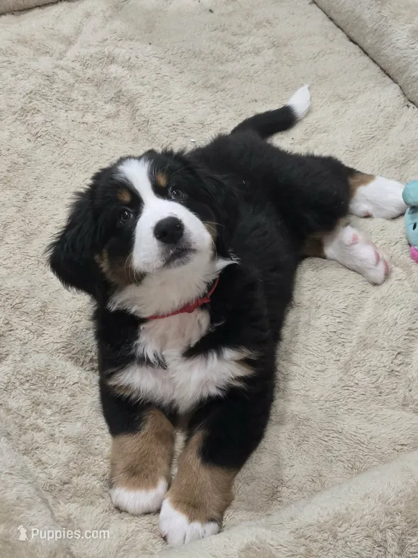 Red – Bernese Mountain Dog puppy for sale in Brookhaven, MS