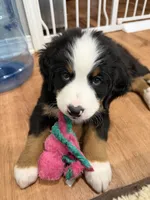 Blue, a male Bernese Mountain Dog for sale in Brookhaven, MS – 5 of 9