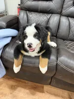 Yellow, a female Bernese Mountain Dog for sale in Brookhaven, MS – 5 of 10