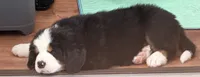 Green, a male Bernese Mountain Dog for sale in Brookhaven, MS – 3 of 3