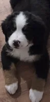 Blue, a male Bernese Mountain Dog for sale in Brookhaven, MS – 9 of 9