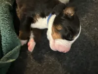 Blue, a male Bernese Mountain Dog for sale in Brookhaven, MS – 1 of 3