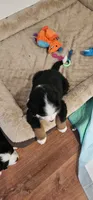 Blue, a male Bernese Mountain Dog for sale in Brookhaven, MS – 4 of 9