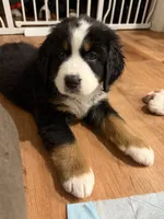 Red, a female Bernese Mountain Dog for sale in Brookhaven, MS – 3 of 4