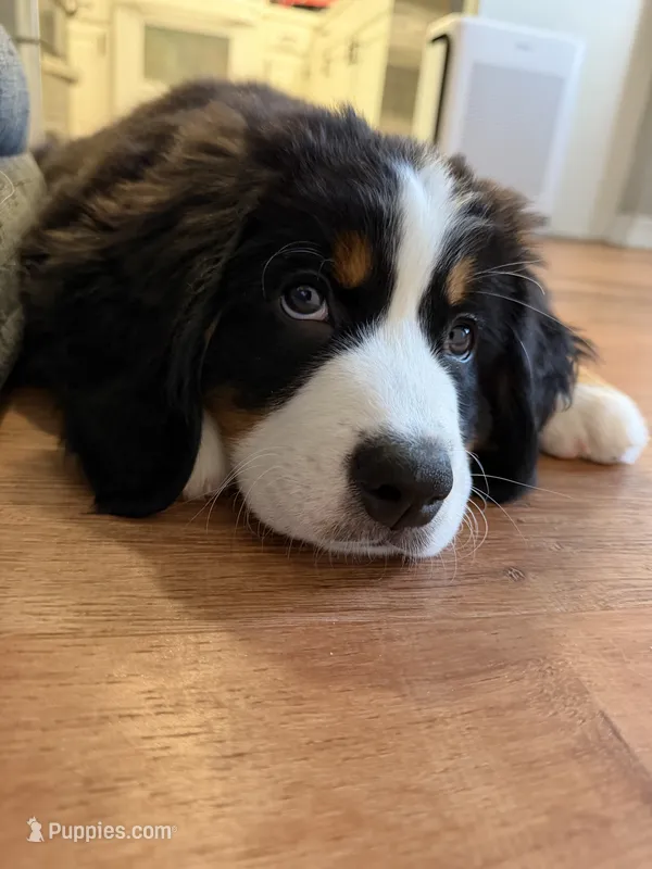 Red – Bernese Mountain Dog puppy for sale in Brookhaven, MS