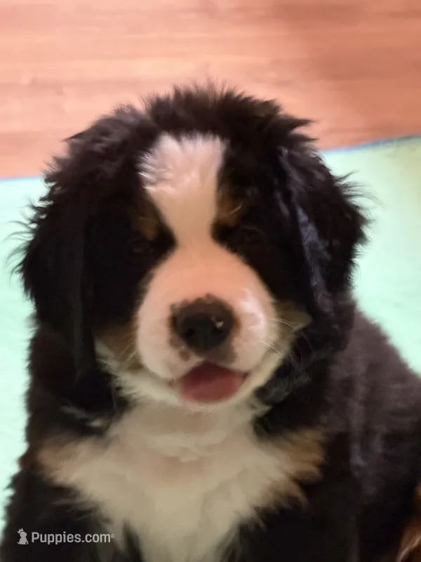 Gray – Bernese Mountain Dog puppy for sale in Brookhaven, MS