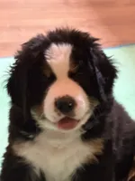 Gray, a male Bernese Mountain Dog for sale in Brookhaven, MS – 1 of 4