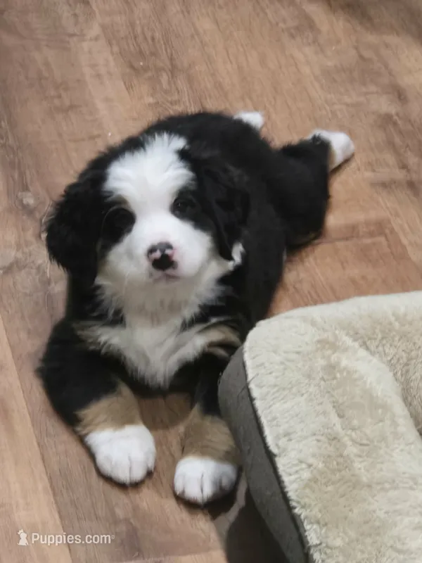 Yellow – Bernese Mountain Dog puppy for sale in Brookhaven, MS