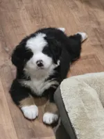 Yellow, a female Bernese Mountain Dog for sale in Brookhaven, MS – 7 of 10