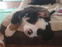 Yellow, a female Bernese Mountain Dog for sale in Brookhaven, MS – 10 of 10