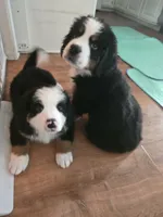 Purple, a female Bernese Mountain Dog for sale in Brookhaven, MS – 4 of 5
