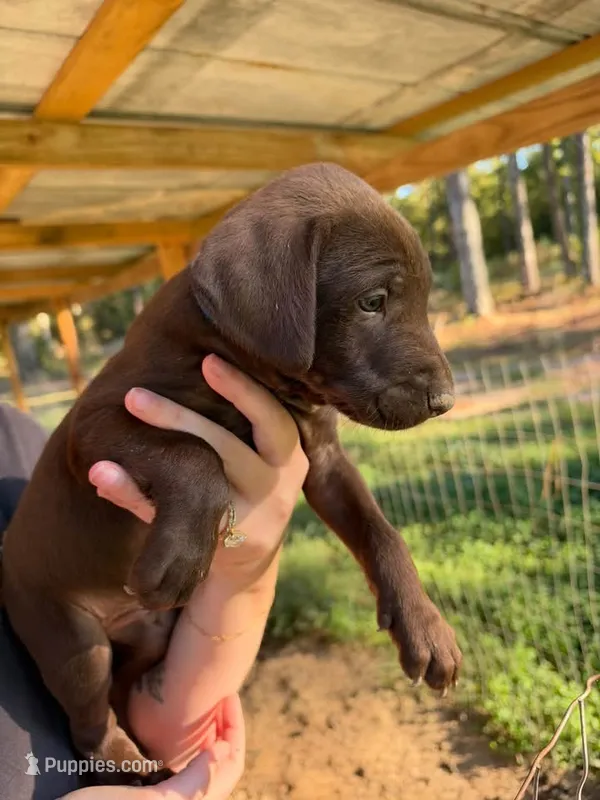 Blue – Rhodesian Ridgeback, Labrador Retriever puppy for sale in Forest, MS