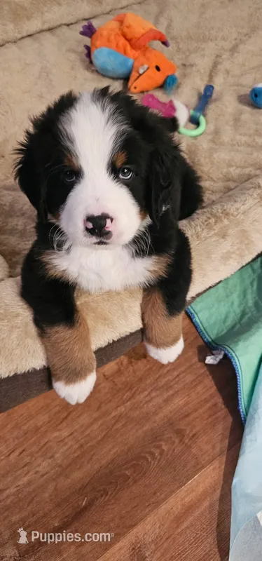 Blue – Bernese Mountain Dog puppy for sale in Brookhaven, MS