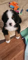 Blue, a male Bernese Mountain Dog for sale in Brookhaven, MS – 7 of 9