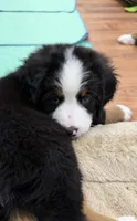 Blue, a male Bernese Mountain Dog for sale in Brookhaven, MS – 3 of 9