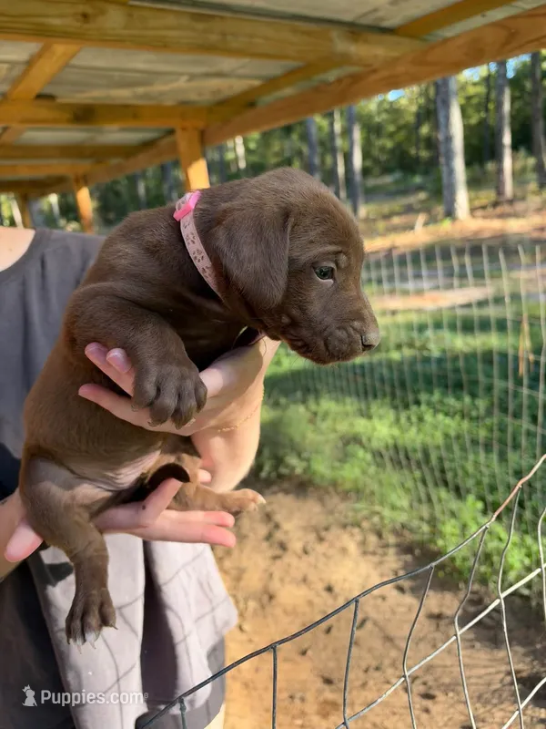 Pink – Rhodesian Ridgeback, Labrador Retriever puppy for sale in Forest, MS