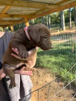 Pink, a female Rhodesian Ridgeback and Labrador Retriever for sale in Forest, MS – 1 of 2