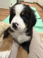 Blue, a male Bernese Mountain Dog for sale in Brookhaven, MS – 6 of 9