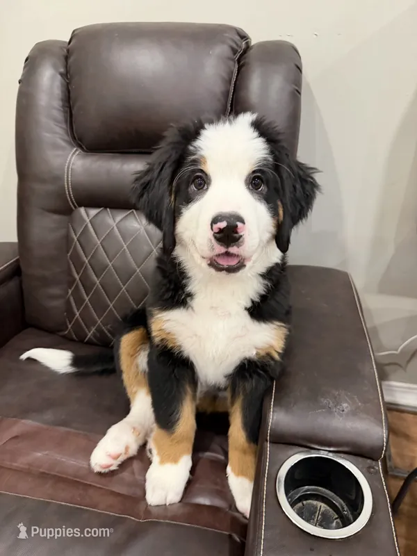 Yellow – Bernese Mountain Dog puppy for sale in Brookhaven, MS