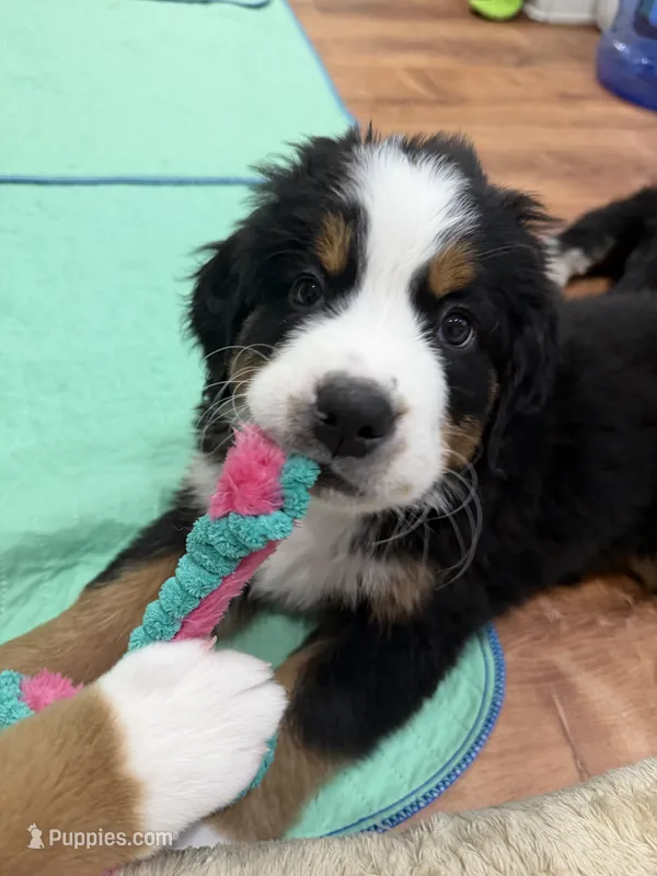 Purple – Bernese Mountain Dog puppy for sale in Brookhaven, MS