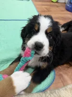 Purple, a female Bernese Mountain Dog for sale in Brookhaven, MS – 2 of 5