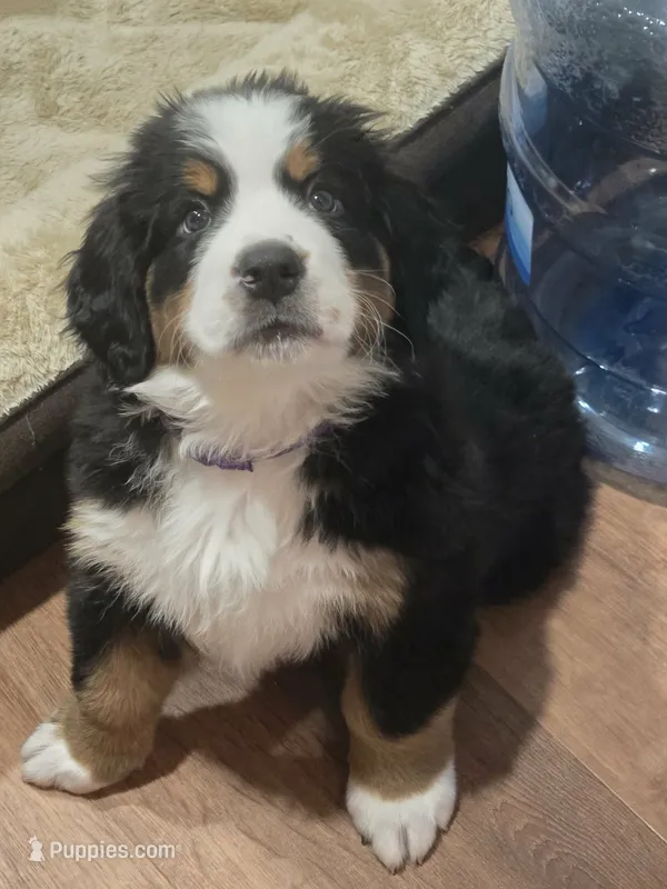 Purple – Bernese Mountain Dog puppy for sale in Brookhaven, MS